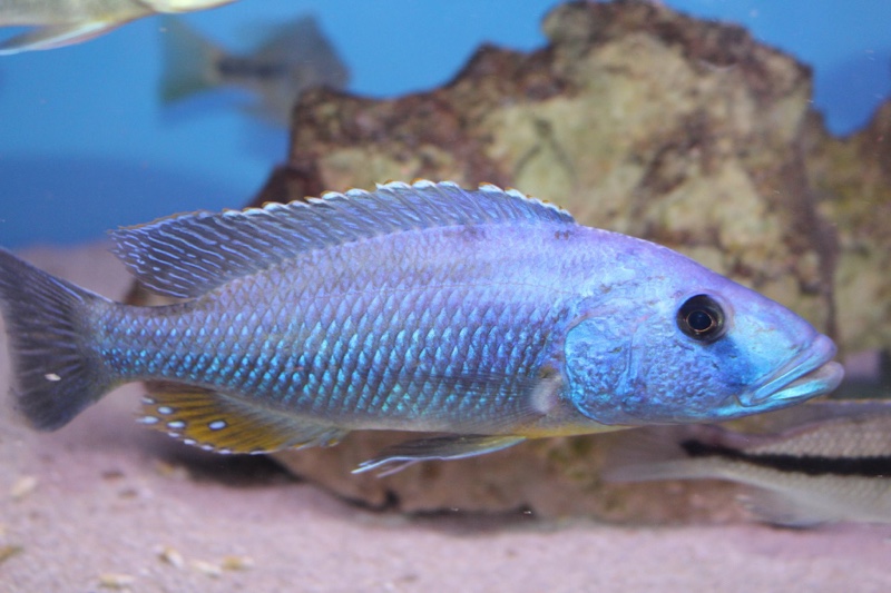 Tyrannochromis nigriventer